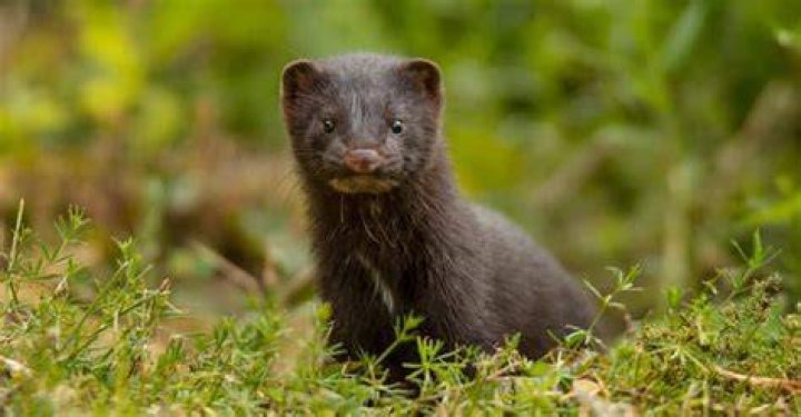 Are minks aggressive?