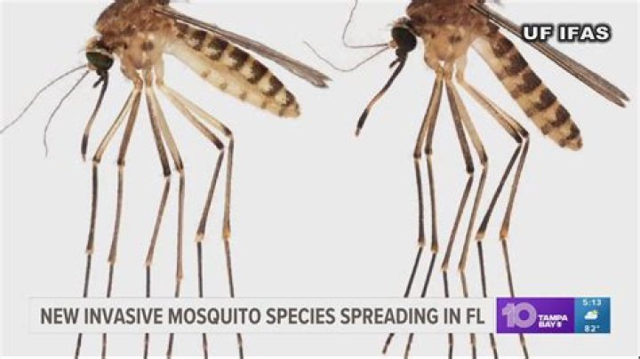 Are mosquitoes an invasive species?