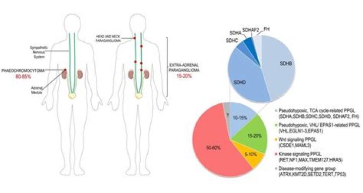 Are Paragangliomas neuroendocrine tumors?