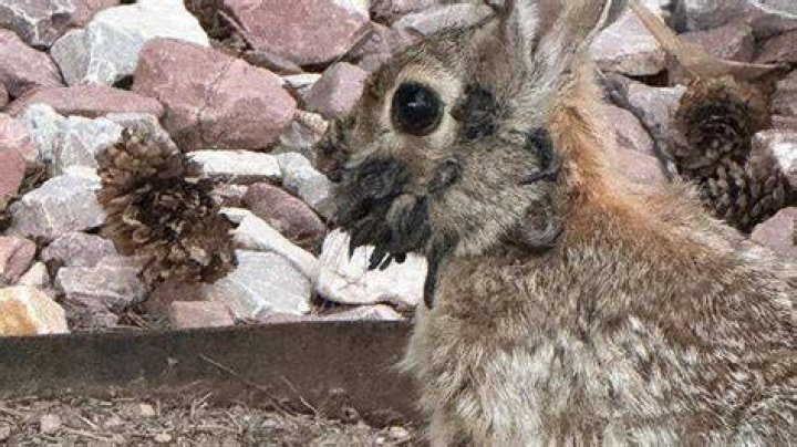 Are rabbits a problem in New Zealand?