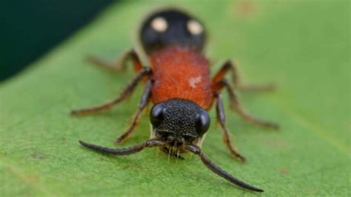 Are there velvet ants in Texas?