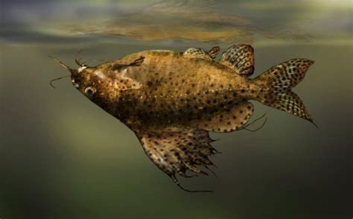 Are upside-down catfish venomous?
