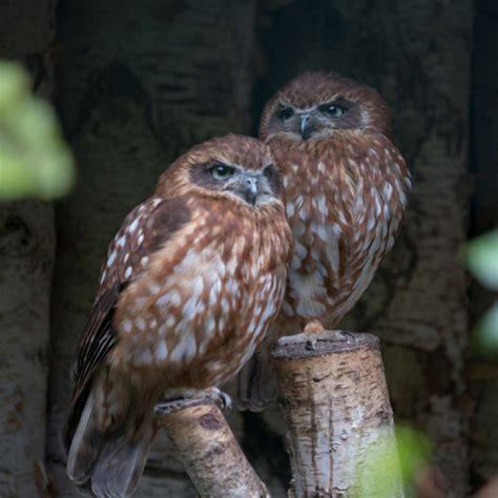 Can a morepork fly?