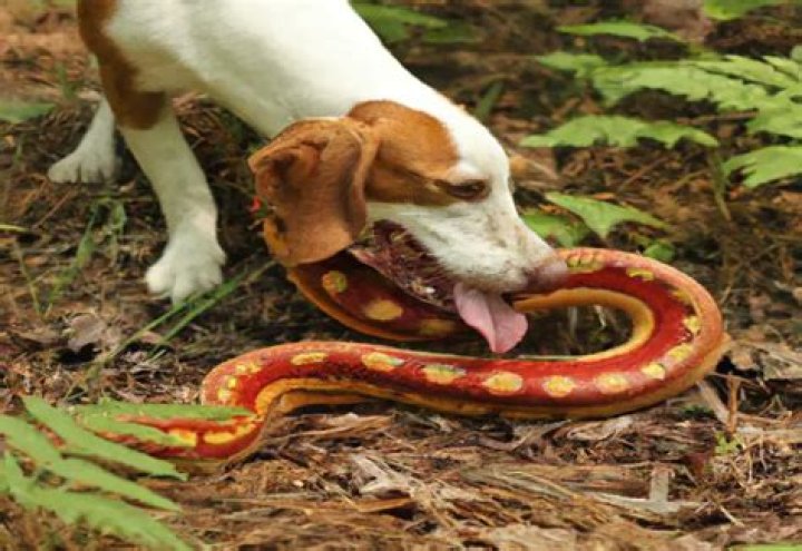 Can a whip snake kill a dog?