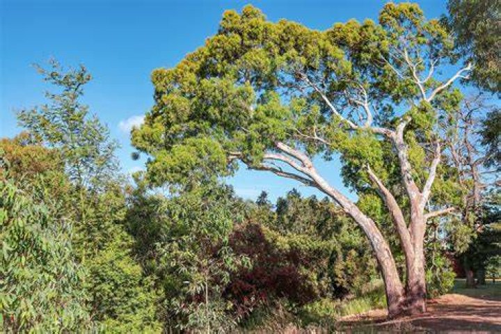Can I grow eucalyptus in Texas?