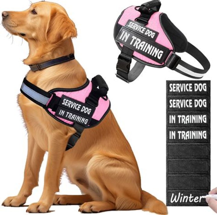 Can I just buy a service dog vest?