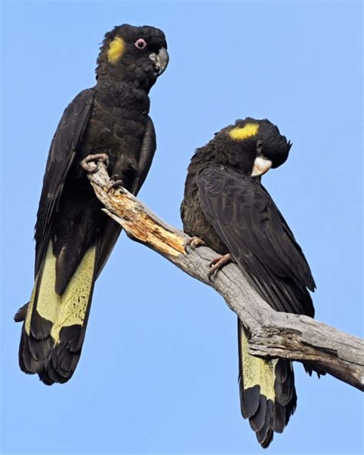 Can I own a cockatoo in California?