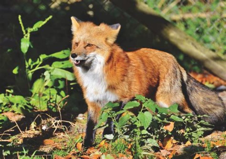 Can I own a fox in Illinois?