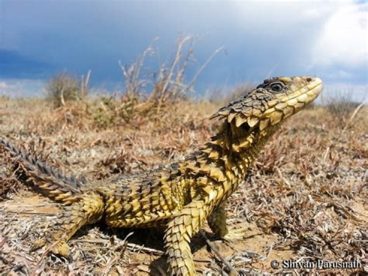Can I own a Sungazer lizard?