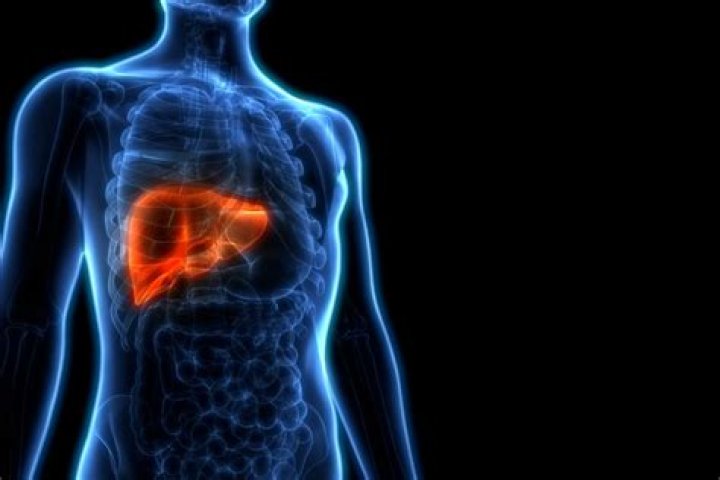 Can the liver grow back fully?