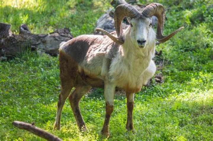Can you hunt argali sheep?