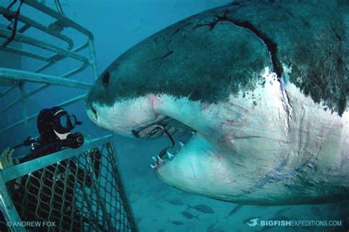 Can you keep a great white shark if you catch it?