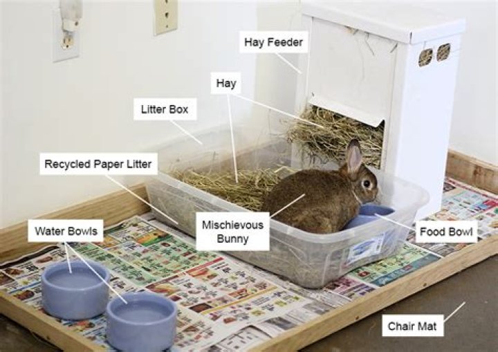 Can you keep a rabbit indoors and outdoors?