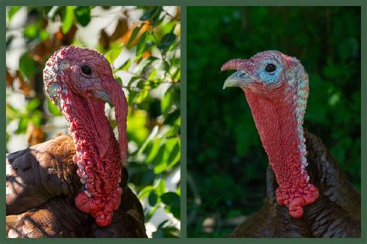 Can you shoot turkeys in the fall?