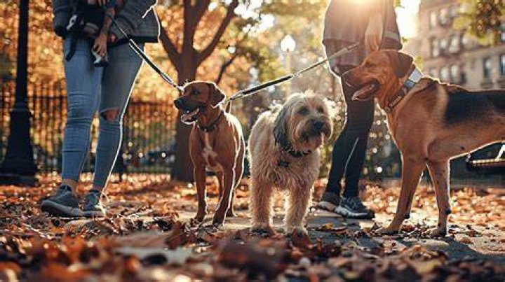 Do dogs have to be on a leash in a dog park?