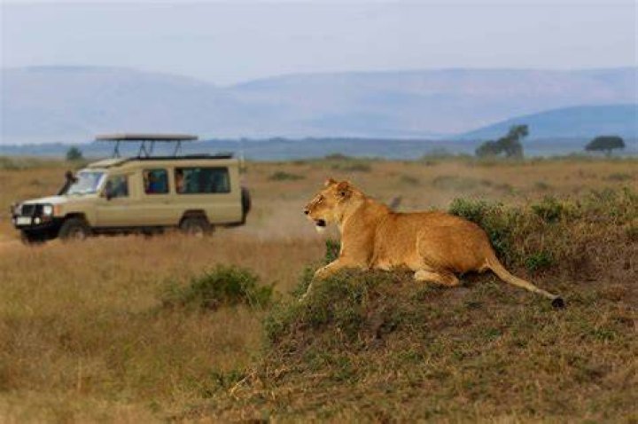 Do lions live in jungle?