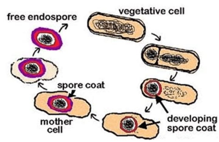 Do micrococcus produce endospores?