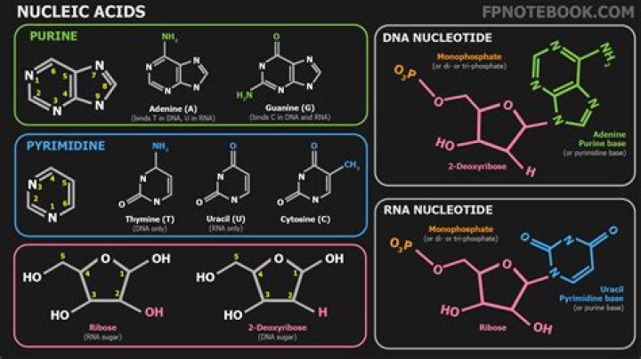 Do nucleic acids contain purines?
