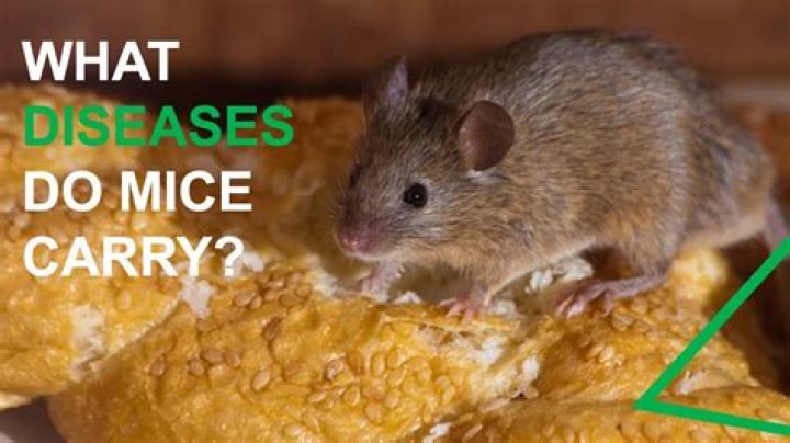 Do wild field mice carry diseases?