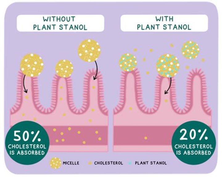 Does Benecol contain plant sterols?