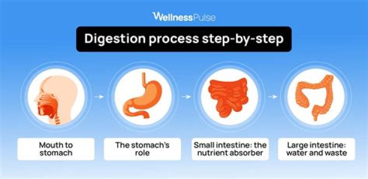 Does food get digested faster while sleeping?