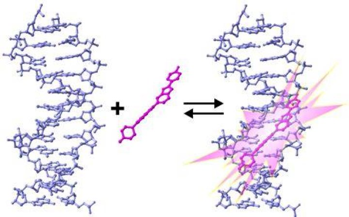 Does Hoechst stain DNA?