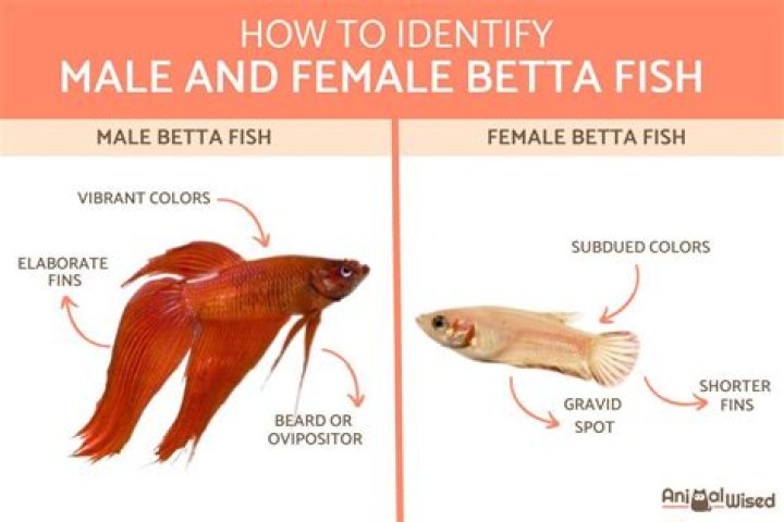 How can I tell if my betta is male or female?