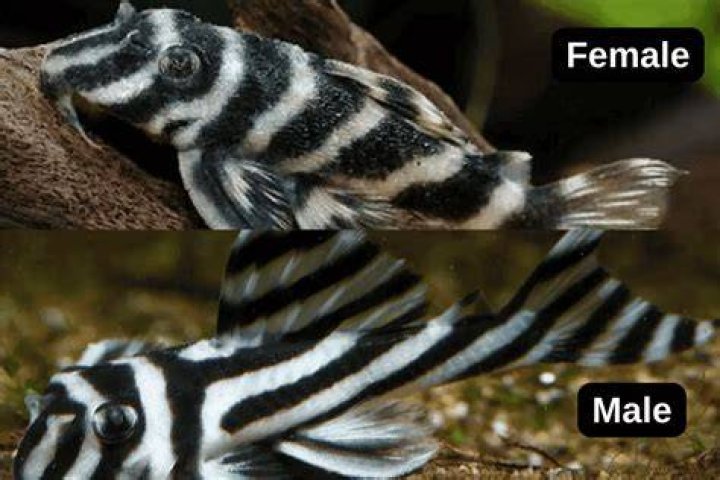 How can you tell the difference between clownfish?