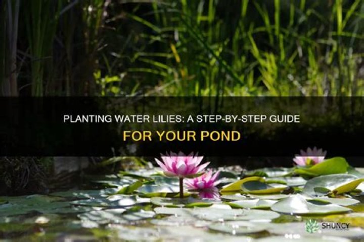 How do I plant water lilies in my pond?