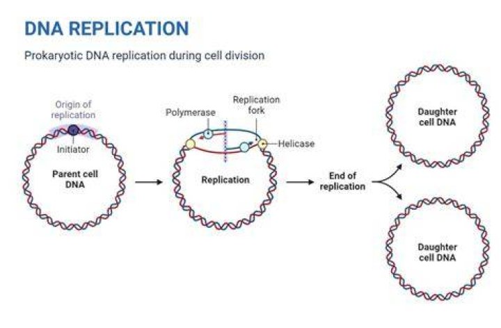 How do prokaryotic chromosomes replicate?