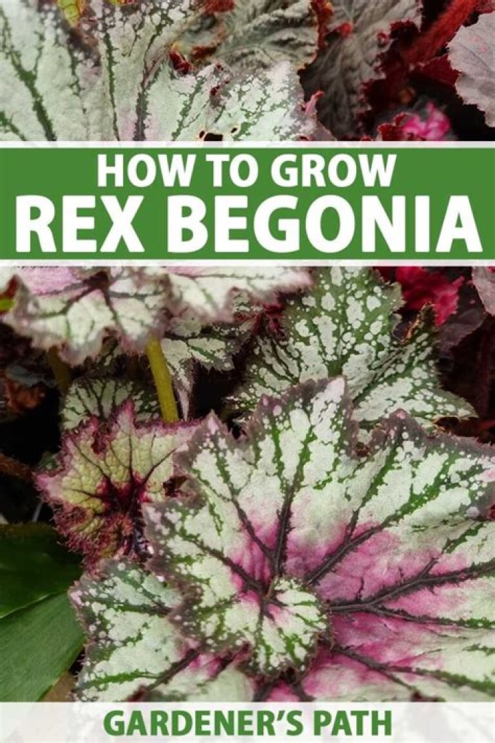 How do you care for begonia rex?