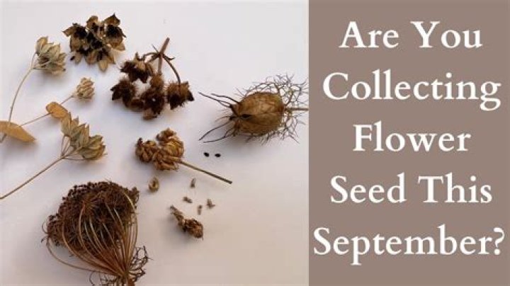 How do you collect and save wildflower seeds?