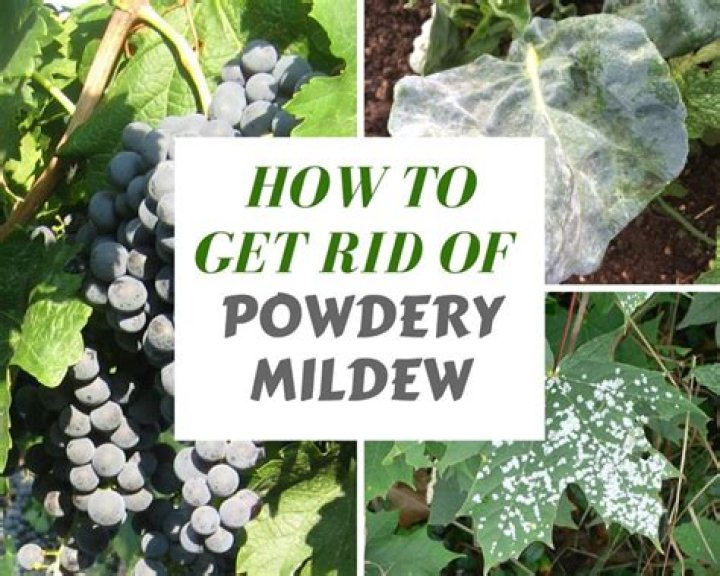 How do you get rid of powdery mildew on plants?
