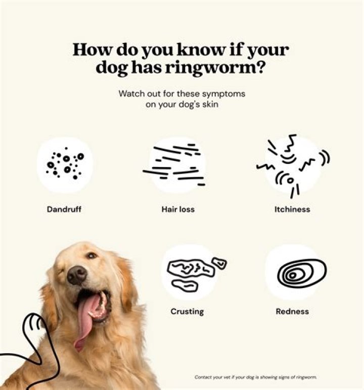 How do you get rid of ringworm on a dog?