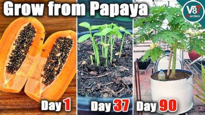 How do you grow Sinta papaya?