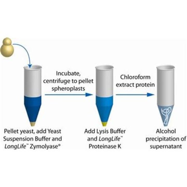 How do you isolate genomic DNA from yeast?