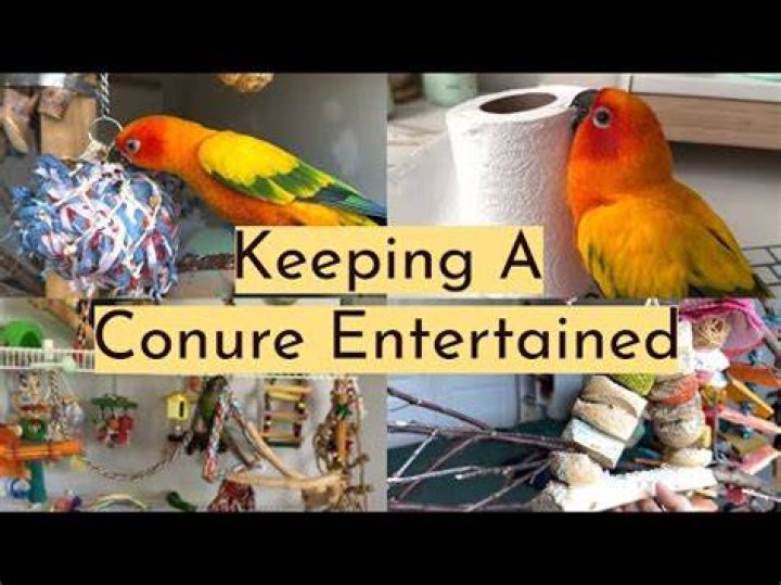 How do you keep a conure entertained?