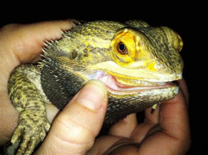How do you prevent mouth rot in Chinese water dragons?