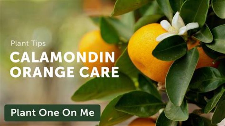 How do you take care of a calamondin tree?