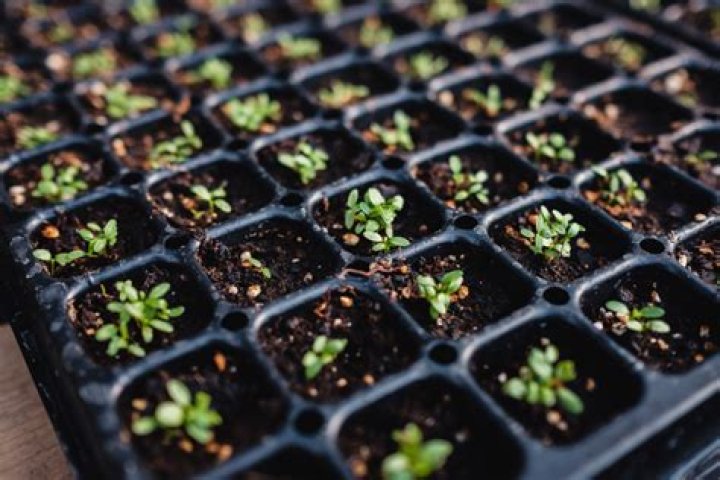 How do you transplant eucalyptus seedlings?