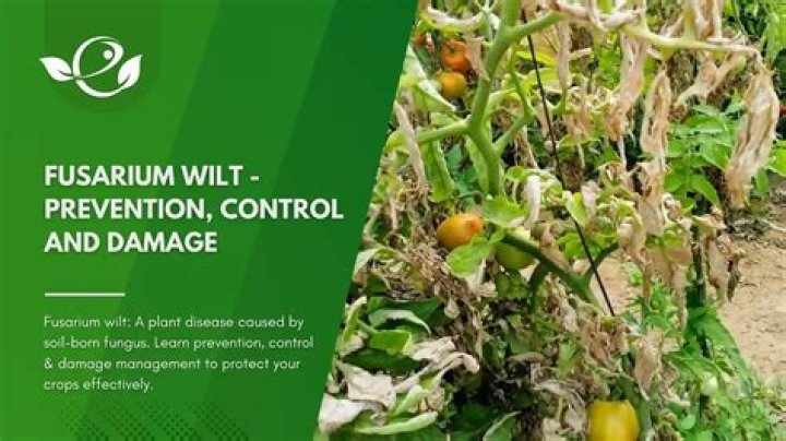 How do you treat Fusarium wilt?