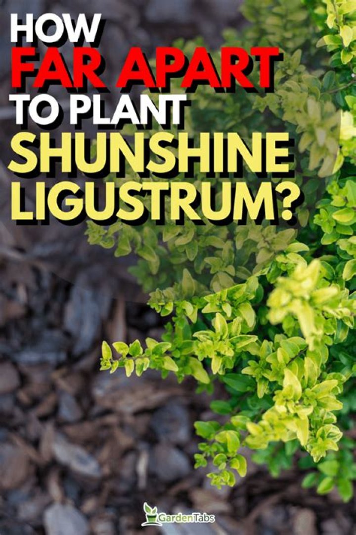 How far apart should I plant Pittosporum?
