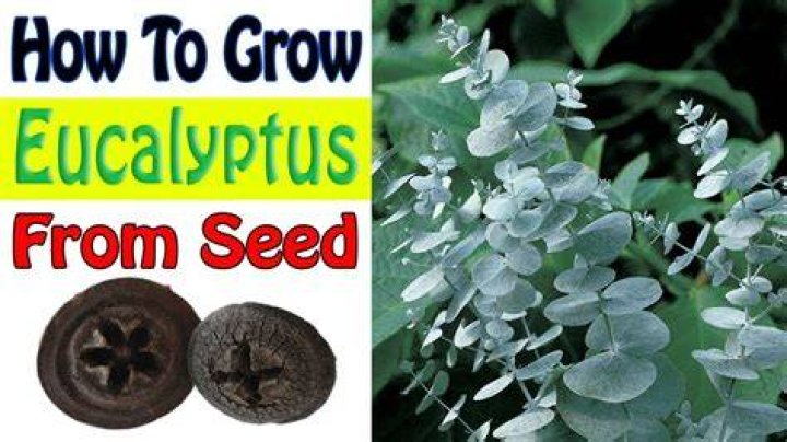 How fast does eucalyptus Neglecta grow?