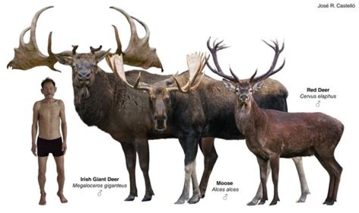 How is an elk different from a deer?