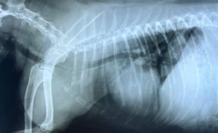 How long can a Yorkie live with a collapsed trachea?