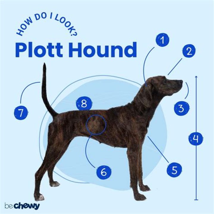 How long do Plott hound dogs live?