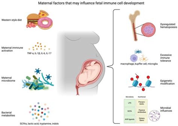 How long does maternal immunity last?
