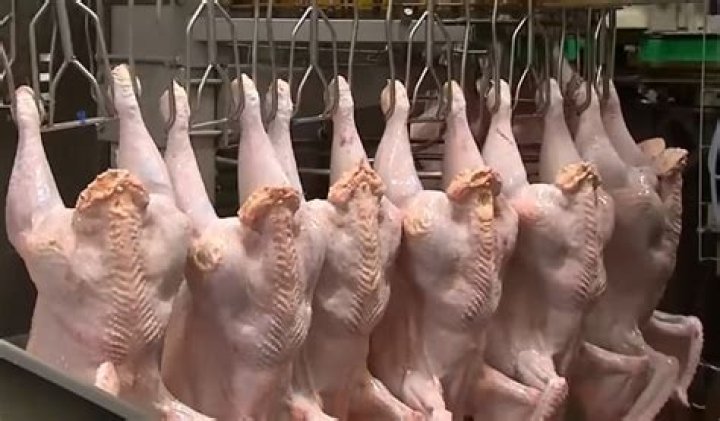 How many chicken quarters does it take to feed 50 people?