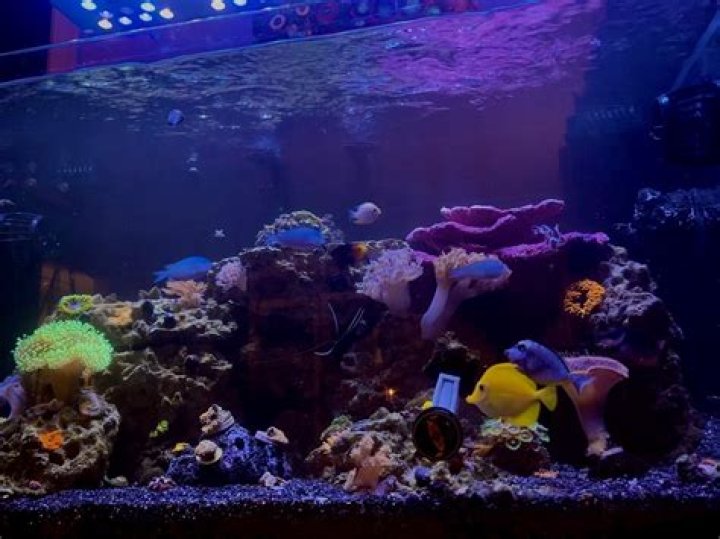 How many GPH do I need for a 65 gallon reef tank?
