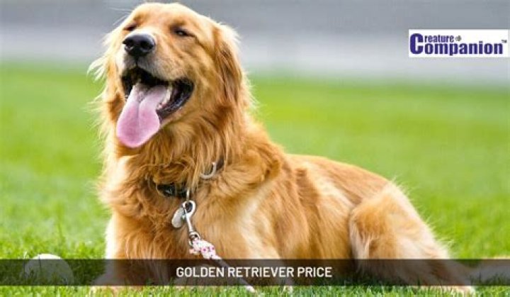 How much does a Golden Retriever puppy cost in Ohio?